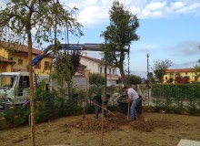 realizzazione giardino a pianiga