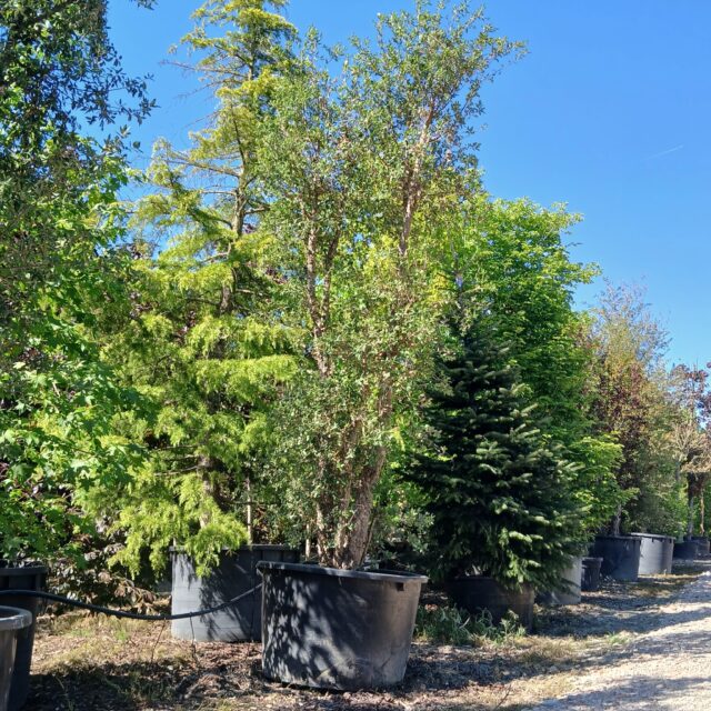 piante in vendita a camponogara (4)