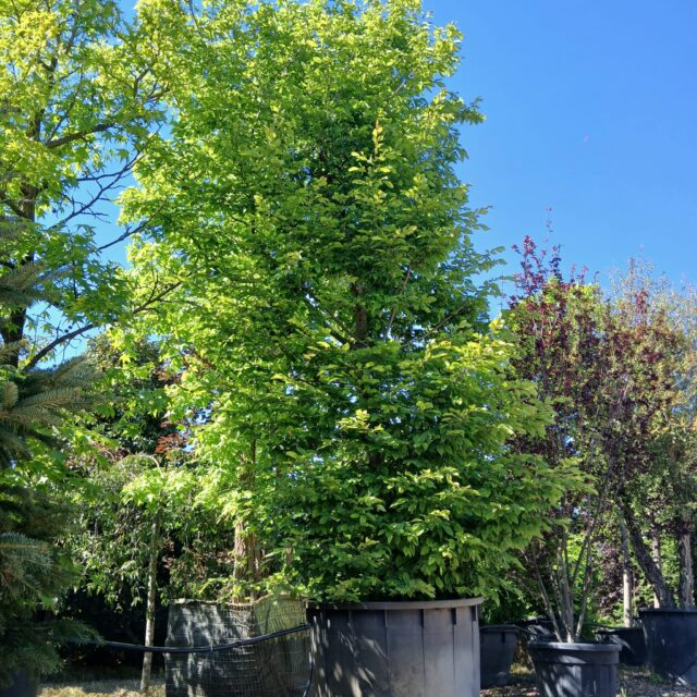 piante in vendita camponogara