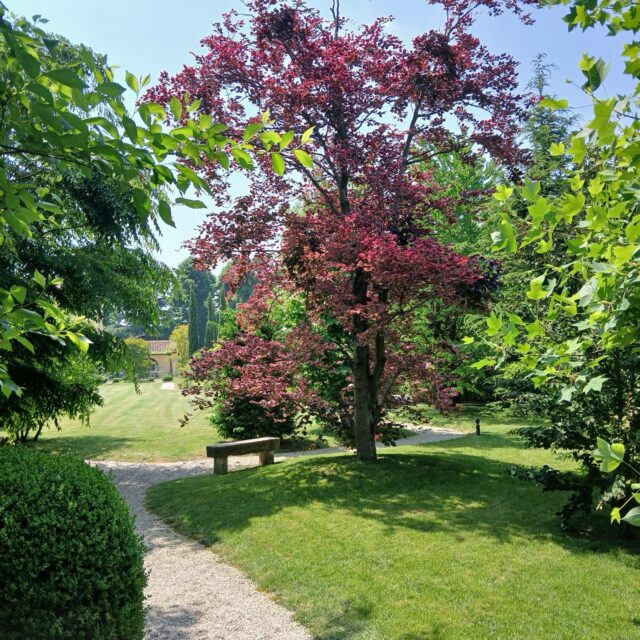 realizzazione giardino a Dolo (6)