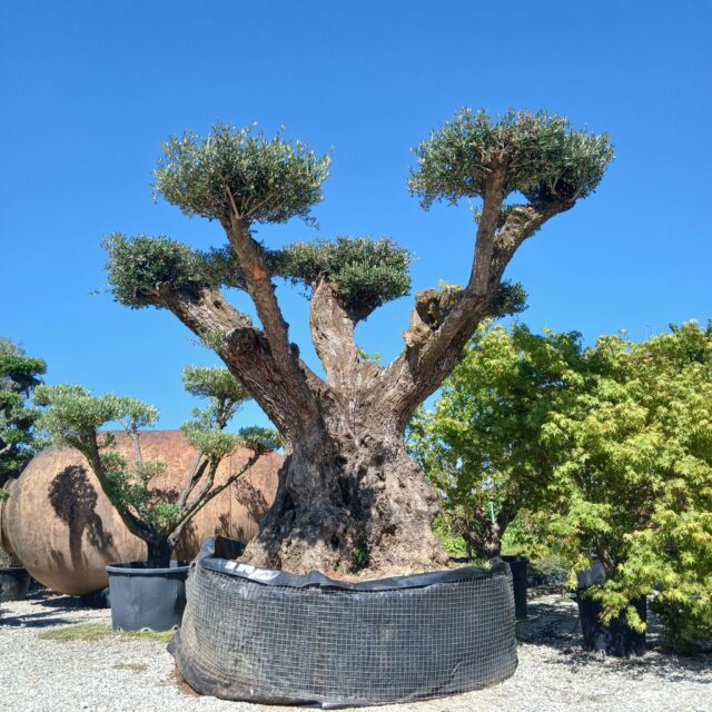 vendita camponogara di ulivi