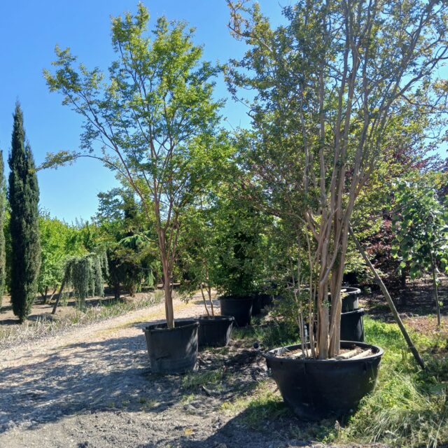 vendita di piante a camponogara