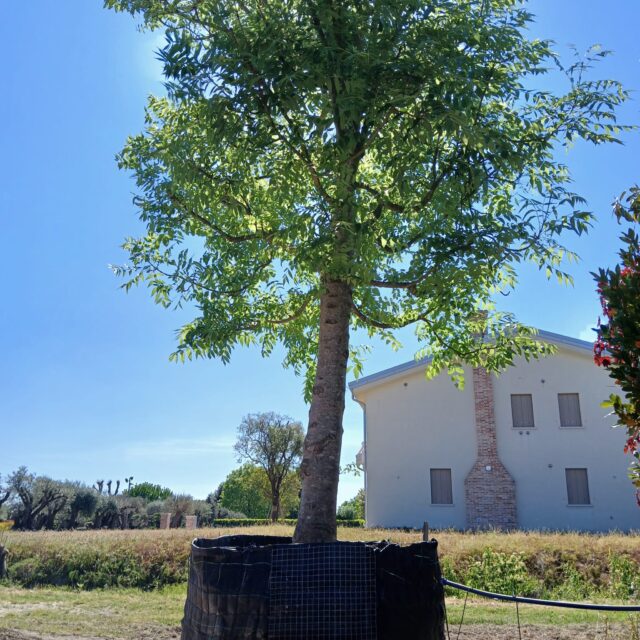 vendita piante a camponogara (7)