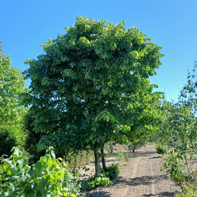 vendita piante a camponogara (8)