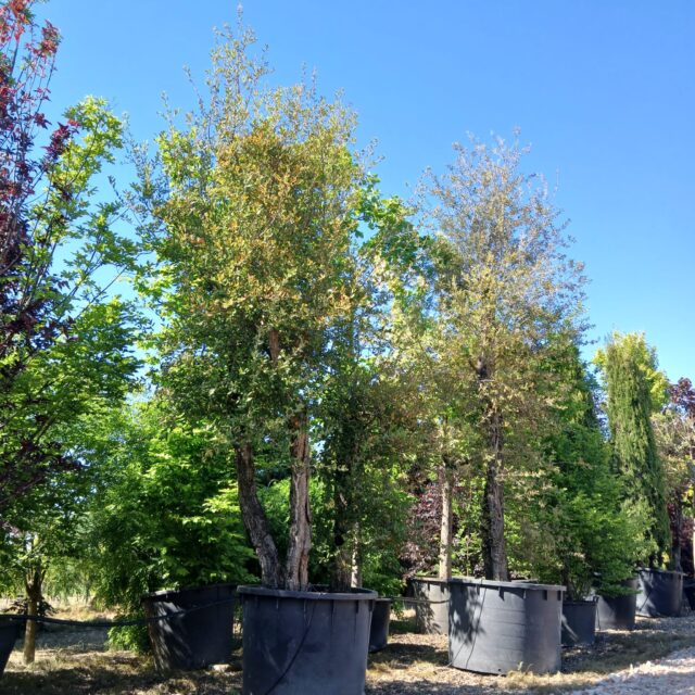 vendita piante a camponogara (9)