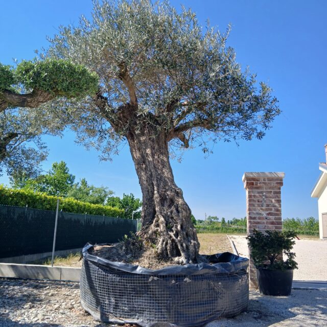 vendita ulivi a camponogara