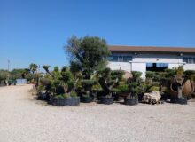 vivaio Camponogara