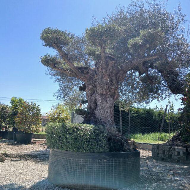 vivaio camponogara ulivi